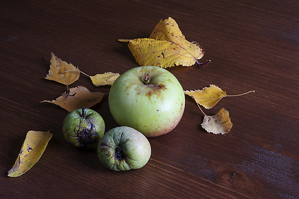 포토 JPG 해외이미지 식물 계절 꽃 야생동물 음식 백그라운드 잎 꽃무늬 다이어트 과일 자연 건강 미술 사람없음 장식 초록색 여름 노란색 벚꽃 가을 흰색 나뭇가지 신선 달콤 사과 작음 유기농 내추럴 고립 채식주의자 해외202004 해외포토 나무 동물 웰빙 컬러 무늬 문화예술 맛 크기 생태계 채식 파일형식 이미지허브