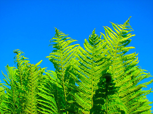포토 JPG 해외이미지 식물 백그라운드 잎 자연 하늘 바람 추상 사람없음 장식 초록색 파란색 빛 환경 정원 나뭇가지 보호 숲 원예 내추럴 양치류 해외202004 해외포토 자연요소 나무 컬러 컨셉 무늬 날씨 취미 생태계 파일형식 이미지허브