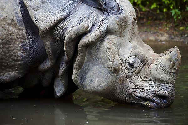 포토 JPG 해외이미지 동물 척추동물 1 공원 남자 얼굴 야생동물 신체 포유류 아프리카 자연 초식동물 뿔 동물원 서기 사람없음 옆모습 힘 산책 회색 황무지 위험 큼 사파리 5 멸종 코뿔소 송아지 동물상 해외202004 해외포토 공공시설 나라 새끼 뷰포인트 컬러 컨셉 모션 휴식 사람 신체부위 조형물 숫자 소 크기 생태계 파일형식 이미지허브