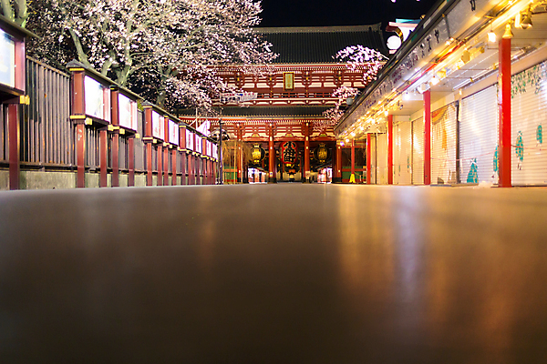 포토 JPG 해외이미지 꽃 아시아 여행 자연 휴가 사람없음 관광지 빛 일본 벚꽃 도쿄 내추럴 해외202004 해외포토 식물 나라 생태계 파일형식 이미지허브