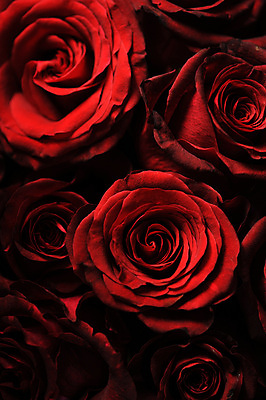 포토 JPG 해외이미지 식물 꽃잎 꽃 꽃다발 백그라운드 잎 꽃무늬 자연 발렌타인데이 사랑 사람없음 장식 빨간색 장미 갈색 정원 화목 수확 벚꽃 흰색 우아함 닫기 다발 심볼 질감 복고 시들음 내추럴 옛날 해외202004 해외포토 감정 컬러 컨셉 무늬 농업 모션 데이이벤트 생태계 파일형식 이미지허브