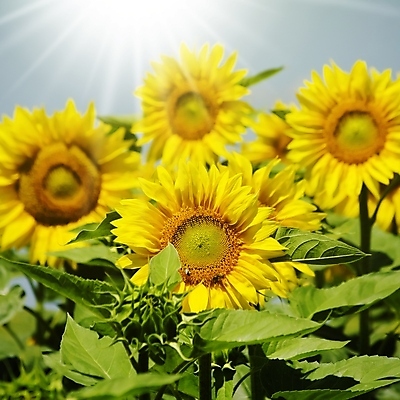 포토 JPG 해외이미지 식물 계절 꽃 백그라운드 꽃무늬 밭 농업 오렌지 자연 해바라기 풍경 사람없음 야외 초록색 여름 컬러풀 햇빛 태양 노란색 맑음 벚꽃 시골 유기농 내추럴 해외202004 해외포토 자연요소 웰빙 산업 컬러 무늬 과일 날씨 생태계 파일형식 이미지허브