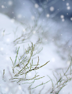 포토 JPG 해외이미지 식물 계절 줄기 백그라운드 겨울 자연 추상 새로움 사람없음 야외 초록색 냉동 추위 성장 흰색 나뭇가지 12월 묘사 서리 온도 내추럴 폭설 해외202004 해외포토 나무 컬러 컨셉 무늬 눈_날씨 날짜 자연재해 생태계 파일형식 이미지허브