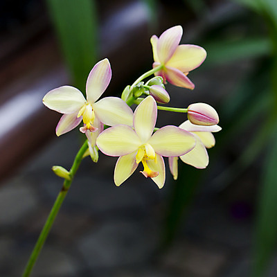 포토 JPG 해외이미지 식물 꽃잎 꽃 줄기 분홍색 백그라운드 부분 자연 프레임 사람없음 장식 가로 초록색 노란색 정원 보라색 봄 성장 흰색 나뭇가지 시간 생일 화려 난초 우아함 제비꽃 오브젝트 싱글 슛 고립 정중 해외202004 해외포토 나무 계절 기념일 컬러 컨셉 생태계 파일형식 이미지허브