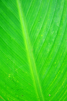 포토 JPG 해외이미지 나무 식물 디자인 백그라운드 잎 패턴 자연 벽지 추상 바나나 사람없음 야외 초록색 빛 환경 정원 봄 성장 신선 숲 묘사 유기농 질감 정맥 내추럴 해외202004 해외포토 웰빙 계절 컬러 무늬 과일 생태계 혈관 파일형식 이미지허브