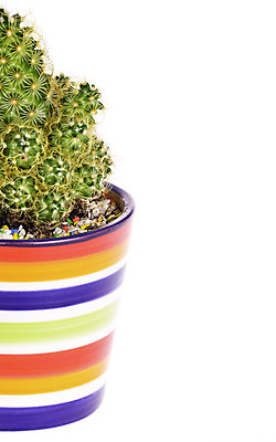 포토 JPG 해외이미지 식물 화초 무지개 꽃무늬 자연 선인장 취미 사람없음 옆모습 장식 초록색 컬러풀 줄무늬 사막 성장 흰색 뜨거움 가시 냄비 위험 싱글 원예 날카로움 스파이크 고립 심기 해외202004 해외포토 자연요소 꽃 뷰포인트 컬러 컨셉 무늬 모션 솥 생태계 파일형식 이미지허브