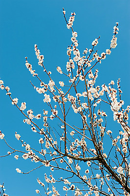 포토 JPG 해외이미지 나무 식물 계절 꽃잎 꽃 문화 줄기 분홍색 백그라운드 부분 자연 하늘 새로움 기술 사람없음 야외 장식 빨간색 초록색 파란색 햇빛 머리 봄 활발 펼침 성장 벚꽃 흰색 나뭇가지 개화 선택 시작 각도 꽃가루 개발 꽃수술 해외202004 해외포토 컬러 컨셉 모션 신체부위 태양 가루 생태계 파일형식 이미지허브