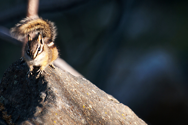 포토 JPG 해외이미지 동물 야생동물 포유류 자연 털 사람없음 야외 갈색 줄무늬 설치류 작음 모피 꼬리 다람쥐 해외202004 해외포토 컬러 무늬 크기 생태계 파일형식 이미지허브