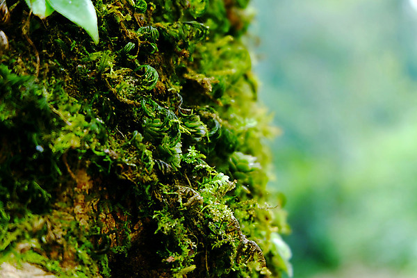포토 JPG 해외이미지 나무 식물 잎 자연 추상 이끼 사람없음 야외 목재 초록색 환경 봄 흰색 신선 황무지 숲 열대우림 질감 내추럴 해외202004 해외포토 계절 컬러 무늬 재료 생태계 파일형식 이미지허브