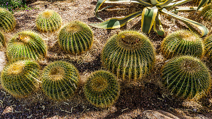 포토 JPG 해외이미지 모양 식물 지구 모래 공 자연 선인장 건조 통 사람없음 초록색 정원 사막 성장 뜨거움 원형 황금 위험 척추 묘사 애리조나 내추럴 해외202004 해외포토 도형 컬러 컨셉 뼈 미국 생태계 파일형식 이미지허브