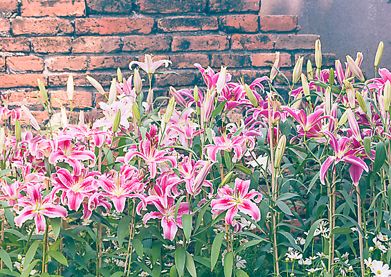 포토 JPG 해외이미지 식물 계절 꽃잎 꽃 벽 분홍색 꽃다발 백그라운드 꽃무늬 자연 아침 돌담 발렌타인데이 사랑 사람없음 장식 초록색 여름 정원 수확 벚꽃 신선 닫기 백합 다발 순수 원예 내추럴 옛날 스타일 해외202004 해외포토 주간 감정 컬러 컨셉 무늬 농업 모션 데이이벤트 취미 담장 돌_바위 생태계 파일형식 이미지허브