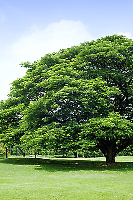 포토 JPG 해외이미지 나무 식물 계절 공원 아시아 잎 벤치 태국 자연 하늘 풍경 사람없음 야외 초록색 여름 파란색 빛 환경 봄 나뭇가지 신선 숲 큼 내추럴 해외202004 해외포토 공공시설 나라 컬러 의자 크기 생태계 파일형식 이미지허브