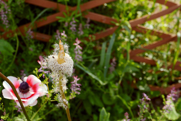 포토 JPG 해외이미지 식물 꽃 자연 씨앗 사람없음 정원 원예 화단 솜털 아네모네 카피스페이스 해외202004 해외포토 취미 공백 생태계 파일형식 이미지허브