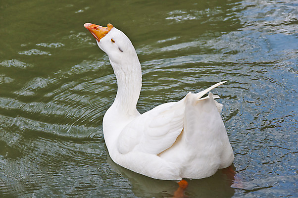 포토 JPG 해외이미지 동물 1 공원 야생동물 바다 신체 날개 오렌지 자연 조류 사람없음 물 파란색 반사 갈색 머리 검은색 수영 회색 흰색 연못 오스트리아 큼 깃털 싱글 부리 목 거위 물새 계산서 동물상 해외202004 해외포토 자연요소 공공시설 유럽 컬러 과일 신체부위 조형물 수상스포츠 크기 생태계 파일형식 이미지허브