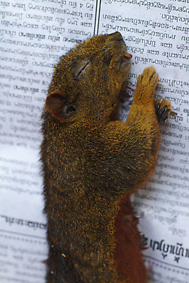 포토 JPG 해외이미지 동물 외관 음식 여행 비즈니스 실내 요리 사람 사람없음 야외 물 컬러풀 세일 여행객 상점 젖음 신선 시장 선택 구매 상품 큼 상인 다람쥐 라오스 소매 매각 해외202004 해외포토 자연요소 아시아 컬러 컨셉 내부 쇼핑 설치류 크기 파일형식 이미지허브