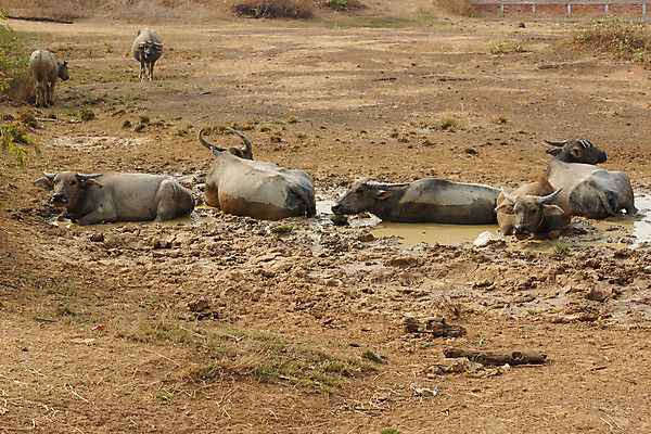 포토 JPG 해외이미지 동물 아시아 여행 포유류 사람없음 가축 시골 라오스 동물상 해외202004 해외포토 나라 조형물 파일형식 이미지허브