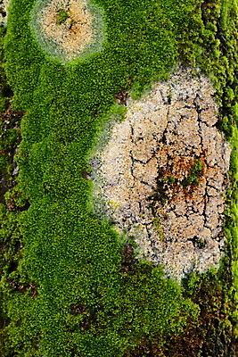포토 JPG 해외이미지 나무 공원 백그라운드 패턴 자연 벽지 이끼 사람없음 목재 초록색 환경 습기 숲 북쪽 아이비 아일랜드 내추럴 해외202004 해외포토 식물 공공시설 유럽 컬러 무늬 재료 방향 생태계 파일형식 이미지허브