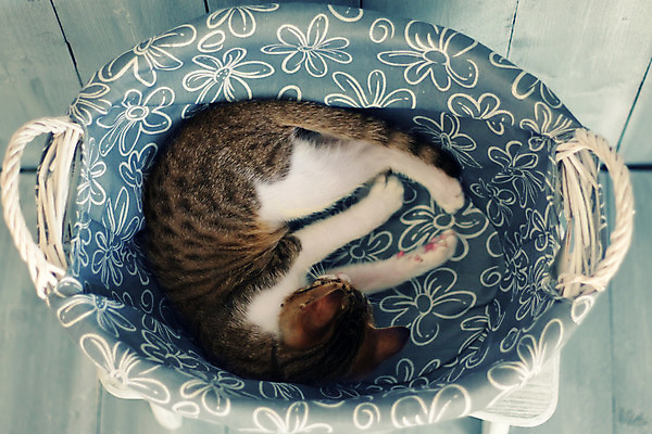 포토 JPG 해외이미지 동물 1 백그라운드 털 사람없음 목재 반려동물 머리 바구니 고양이 흰색 잠 작음 모피 솜털 거짓말 해외202004 해외포토 나무 컬러 재료 포유류 신체부위 크기 파일형식 이미지허브