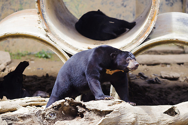 포토 JPG 해외이미지 나무 동물 응시 아시아 야생동물 캐나다 곰 포유류 자연 생물 털 동물원 종류 동양인 사람없음 옆모습 햇빛 태양 갈색 검은색 잠 입 치아 숲 큼 열대우림 싱글 낮잠 심플 인도네시아 육식동물 멸종 꿀 남쪽 총구 해외202004 해외포토 자연요소 식물 시선 나라 뷰포인트 컬러 북아메리카 인종 신체부위 소화기관 크기 방향 생태계 파일형식 이미지허브
