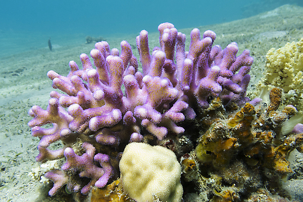 포토 JPG 해외이미지 동물 야생동물 바다 분홍색 아프리카 자연 이집트 어류 풍경 사람없음 물 파란색 컬러풀 햇빛 바닷속 수중 거품 스노클링 호주 잠수부 생태계 다이빙 인도네시아 수족관 홍해 몰디브 카리브해 깊이 소금물 해외202004 해외포토 자연요소 나라 아시아 컬러 태양 수영 수중동물 수상스포츠 오세아니아 전문직 수중스포츠 파일형식 이미지허브