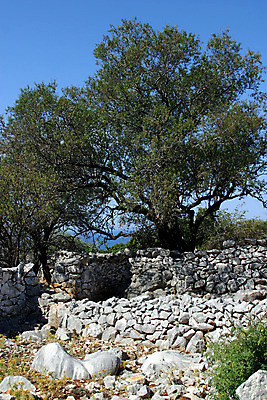 포토 JPG 해외이미지 나무 식물 계절 음식 백그라운드 밭 농업 다이어트 벤치 재료 건강 요리 사람없음 야외 농장 평화 검은색 수확 나뭇가지 시골 신선 닫기 지중해 먹기 유기농 올리브 레시피 내추럴 숙성 해외202004 해외포토 웰빙 열매 산업 바다 컬러 컨셉 의자 모션 파일형식 이미지허브