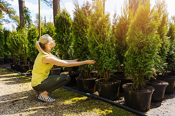 포토 JPG 해외이미지 나무 식물 여자 산업 농업 비즈니스 자연 새로움 한명 사람 야외 장식 초록색 농장 정원 맑음 놀이방 성장 선택 구매 냄비 원예 상업 조경 상록수 침엽수 묘목 해외202004 해외포토 1 컬러 컨셉 날씨 취미 쇼핑 솥 생태계 파일형식 이미지허브