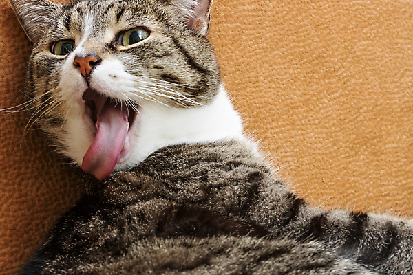 포토 JPG 해외이미지 동물 1 응시 백그라운드 장난 수염 털 사람없음 반려동물 귀여움 고양이 줄무늬 회색 흰색 모피 꼬리 얼룩무늬 솜털 고립 기르기 해외202004 해외포토 시선 컬러 컨셉 무늬 포유류 돌봄 파일형식 이미지허브