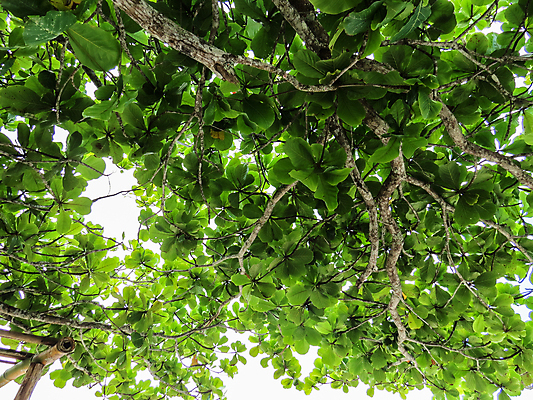 포토 JPG 해외이미지 나무 식물 계절 백그라운드 잎 자연 하늘 사람없음 초록색 여름 빛 햇빛 태양 환경 성장 광선 나뭇가지 신선 숲 해외202004 해외포토 자연요소 컬러 생태계 파일형식 이미지허브