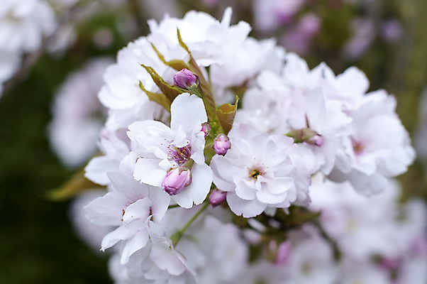 포토 JPG 해외이미지 나무 식물 계절 꽃잎 꽃 분홍색 잎 꽃무늬 농업 과일 자연 사람없음 야외 초록색 여름 정원 봄 활발 성장 벚꽃 흰색 나뭇가지 시골 개화 체리 닫기 사과 과수원 원예 꽃수술 해외202004 해외포토 산업 컬러 컨셉 무늬 모션 취미 생태계 파일형식 이미지허브