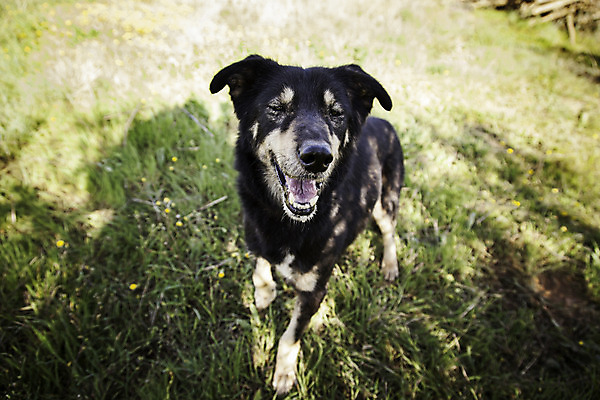 포토 JPG 해외이미지 동물 응시 행복 얼굴 백그라운드 포유류 자연 앉기 사람없음 야외 초록색 반려동물 달리기 갈색 노란색 머리 맑음 검은색 고양이 흰색 개 리트리버 달콤 강아지 작음 테리어 혀 귀 비글 송곳니 기르기 해외202004 해외포토 시선 감정 컬러 모션 날씨 신체부위 입 맛 치아 크기 생태계 돌봄 파일형식 이미지허브