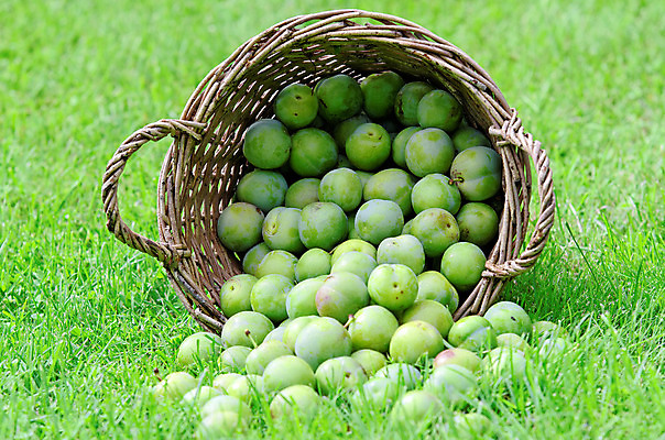 포토 JPG 해외이미지 음식 과일 사람없음 초록색 바구니 식사 신선 상품 유기농 자두 바이오 해외202004 해외포토 웰빙 컬러 파일형식 이미지허브