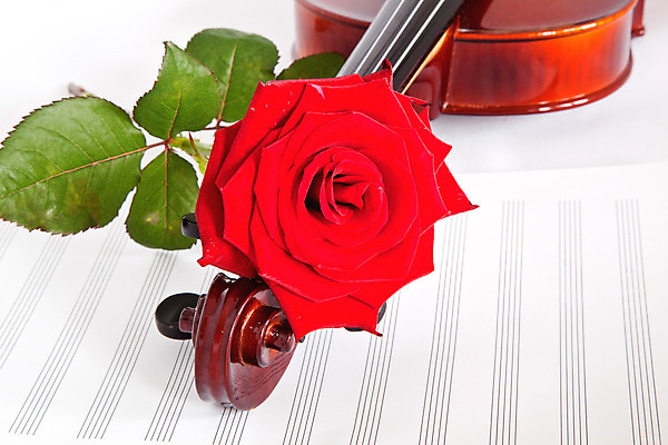 포토 JPG 해외이미지 사람없음 장미 흰색 우아함 바이올린 악보 해외202004 해외포토 꽃 음악 컬러 컨셉 현악기 파일형식 이미지허브