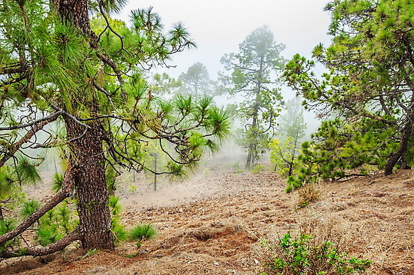 포토 JPG 해외이미지 나무 계절 공원 호수 여행 백그라운드 자국 자연 하늘 산 풍경 사람없음 야외 초록색 여름 파란색 강 태양 환경 맑음 봄 하이킹 바위 흰색 소나무 황무지 숲 언덕 각도 장면 분화구 내추럴 전국 콜로라도 수평선 해외202004 해외포토 자연요소 식물 공공시설 컬러 레저 날씨 미국 돌_바위 생태계 화산 파일형식 이미지허브