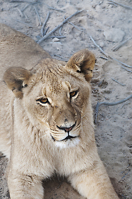 포토 JPG 해외이미지 사람없음 야외 울타리 고양이 사자 남아프리카 암사자 해외202004 해외포토 포유류 아프리카 담장 반려동물 암컷 파일형식 이미지허브
