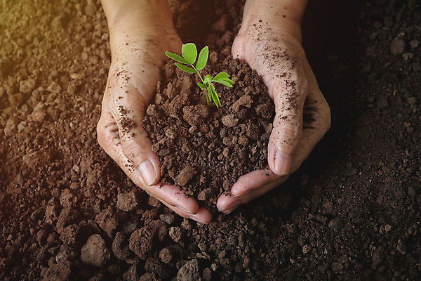 포토 JPG 해외이미지 주간 손 들기 야외 신체부위 새싹 흙 해외202004 해외포토 자연요소 식물 모션 사람 파일형식 이미지허브