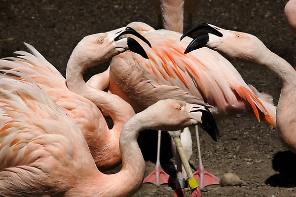 포토 JPG 해외이미지 동물 야생동물 분홍색 자연 조류 동물원 대화 사람없음 플라밍고 깃털 부리 칠레 해외202004 해외포토 컬러 말하기 남아메리카 생태계 파일형식 이미지허브