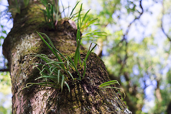 포토 JPG 해외이미지 나무 식물 공원 잎 자연 이끼 사람없음 야외 초록색 환경 성장 숲 뿌리 내추럴 기생충 해외202004 해외포토 공공시설 컬러 바이러스 생태계 파일형식 이미지허브