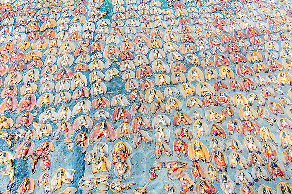 포토 JPG 해외이미지 동물 전통 음식 백그라운드 패턴 자연 표면 조개 어류 동양인 사람없음 빨간색 파란색 태양 껍질 굴 오픈 맛 준비 질감 소금 식용 절임 짠맛 해외202004 해외포토 자연요소 컬러 컨셉 무늬 어패류 인종 수중동물 생태계 파일형식 이미지허브