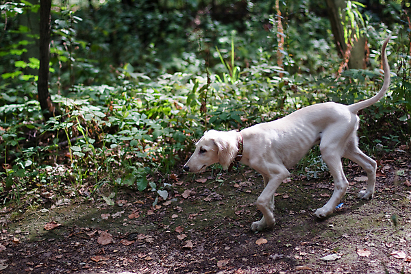 포토 JPG 해외이미지 나무 동물 1 응시 새끼 자연 사람없음 야외 초록색 반려동물 검은색 어둠 산책 개 강아지 숲 작음 사냥개 육식동물 사냥꾼 해외202004 해외포토 식물 직업 시선 컬러 포유류 휴식 크기 생태계 파일형식 이미지허브