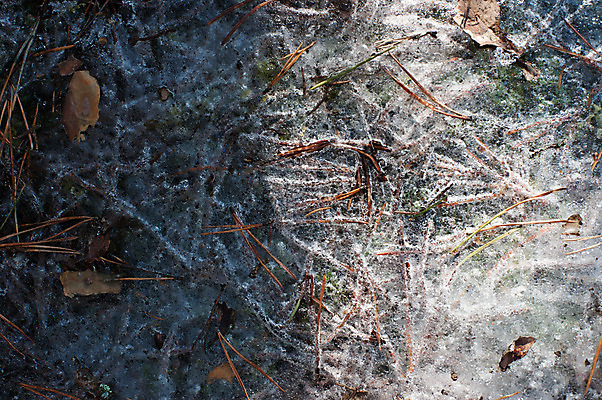 포토 JPG 해외이미지 나무 식물 계절 공원 백그라운드 잎 겨울 패턴 자연 벽지 날씨 추상 사람없음 야외 물 갈색 환경 냉동 얼음 봄 추위 흰색 숲 시원함 질감 서리 내추럴 땅바닥 해외202004 해외포토 자연요소 공공시설 컬러 무늬 바닥 생태계 파일형식 이미지허브