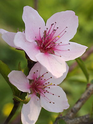 포토 JPG 해외이미지 꽃 분홍색 잎 사람없음 초록색 노란색 정원 경작 봄 흰색 과수원 해외202004 해외포토 식물 계절 컬러 농업 농사 파일형식 이미지허브