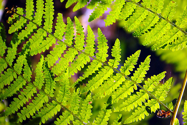 포토 JPG 해외이미지 식물 계절 잎 자연 씨앗 사람없음 목재 초록색 빛 환경 봄 신선 투명 숲 순수 생태계 선사시대 슬라이드 양치류 옛날 해외202004 해외포토 나무 컬러 컨셉 재료 역사 파일형식 이미지허브