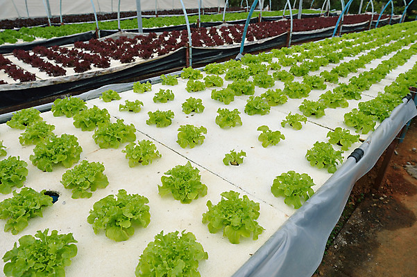 포토 JPG 해외이미지 식물 계절 꽃 음식 분홍색 백그라운드 잎 패턴 농업 채소 자연 사람없음 장식 초록색 컬러풀 농장 농경지 정원 보라색 성장 벚꽃 흰색 신선 냄비 상품 유기농 원예 양배추 북쪽 내추럴 밭일 케일 많음 해외202004 해외포토 웰빙 산업 컬러 컨셉 무늬 취미 솥 방향 생태계 파일형식 이미지허브