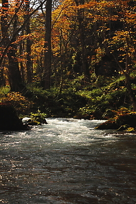 포토 JPG 해외이미지 나무 계절 공원 단풍 잎 오렌지 자연 이끼 풍경 사람없음 야외 컬러풀 일본 폭포 가을 바위 개울 강가 즐거움 해외202004 해외포토 식물 공공시설 감정 아시아 컬러 과일 강 돌_바위 생태계 파일형식 이미지허브