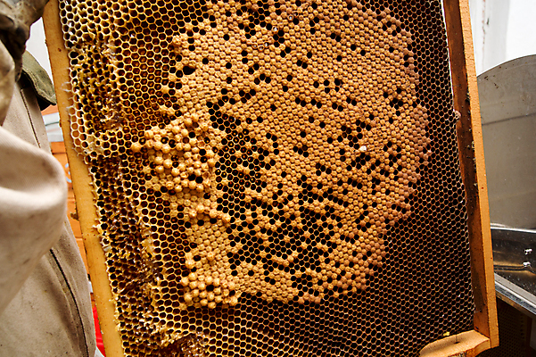 포토 JPG 해외이미지 모양 음식 패턴 자연 세포 건강 사람없음 약 노란색 황금 달콤 벌 먹기 바쁨 육각형 꿀 벌집 밀랍 왁스 해외202004 해외포토 도형 컬러 곤충 무늬 의학 모션 맛 생태계 파일형식 이미지허브