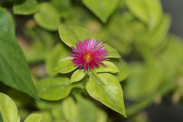 포토 JPG 해외이미지 식물 꽃잎 꽃 분홍색 잎 꽃무늬 자연 바닥 사람없음 장식 빨간색 초록색 햇빛 정원 보라색 봄 신선 개화 허브 묘사 내추럴 해외202004 해외포토 계절 컬러 무늬 태양 생태계 파일형식 이미지허브