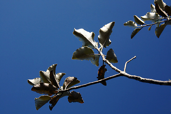 포토 JPG 해외이미지 나무 식물 섬 자연 새로움 풍경 사람없음 화산 해외202004 해외포토 컨셉 산 생태계 파일형식 이미지허브