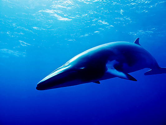 포토 JPG 해외이미지 동물 야생동물 바다 여행 포유류 자연 사람없음 수중 산호 호주 잠수부 큼 고래 다이빙 암초 난쟁이 해외202004 해외포토 수영 수중동물 오세아니아 자포동물 전문직 크기 생태계 수중스포츠 파일형식 이미지허브