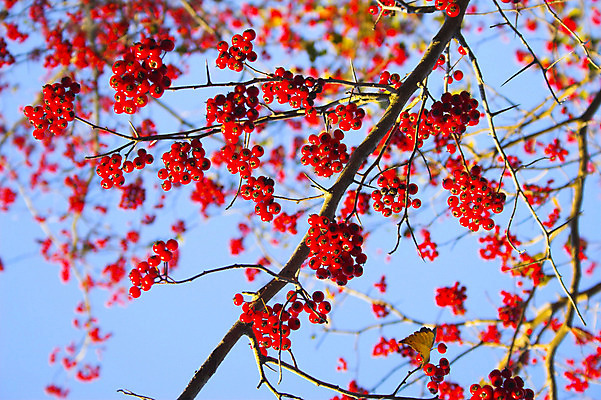 포토 JPG 해외이미지 나무 계절 단풍 잎 오렌지 자연 하늘 휴식 따뜻함 사람없음 빨간색 파란색 빛 노란색 평화 정원 가을 시원함 해외202004 해외포토 식물 컬러 컨셉 과일 생태계 파일형식 이미지허브