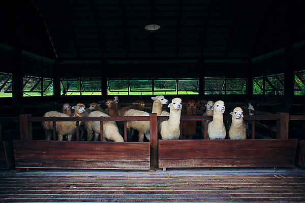 포토 JPG 해외이미지 동물 얼굴 야생동물 농업 포유류 실내 사람없음 반려동물 농장 가축 목장 시골 먹기 해외202004 해외포토 산업 모션 내부 신체부위 파일형식 이미지허브